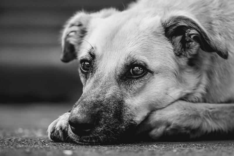 A calm dog resting comfortably